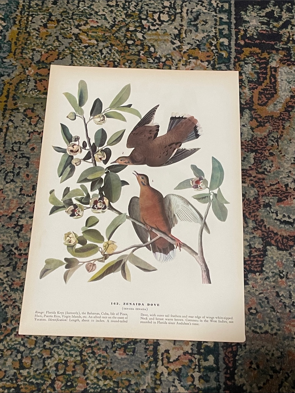 Vintage Dove Wall Art Print in Cream and Brown